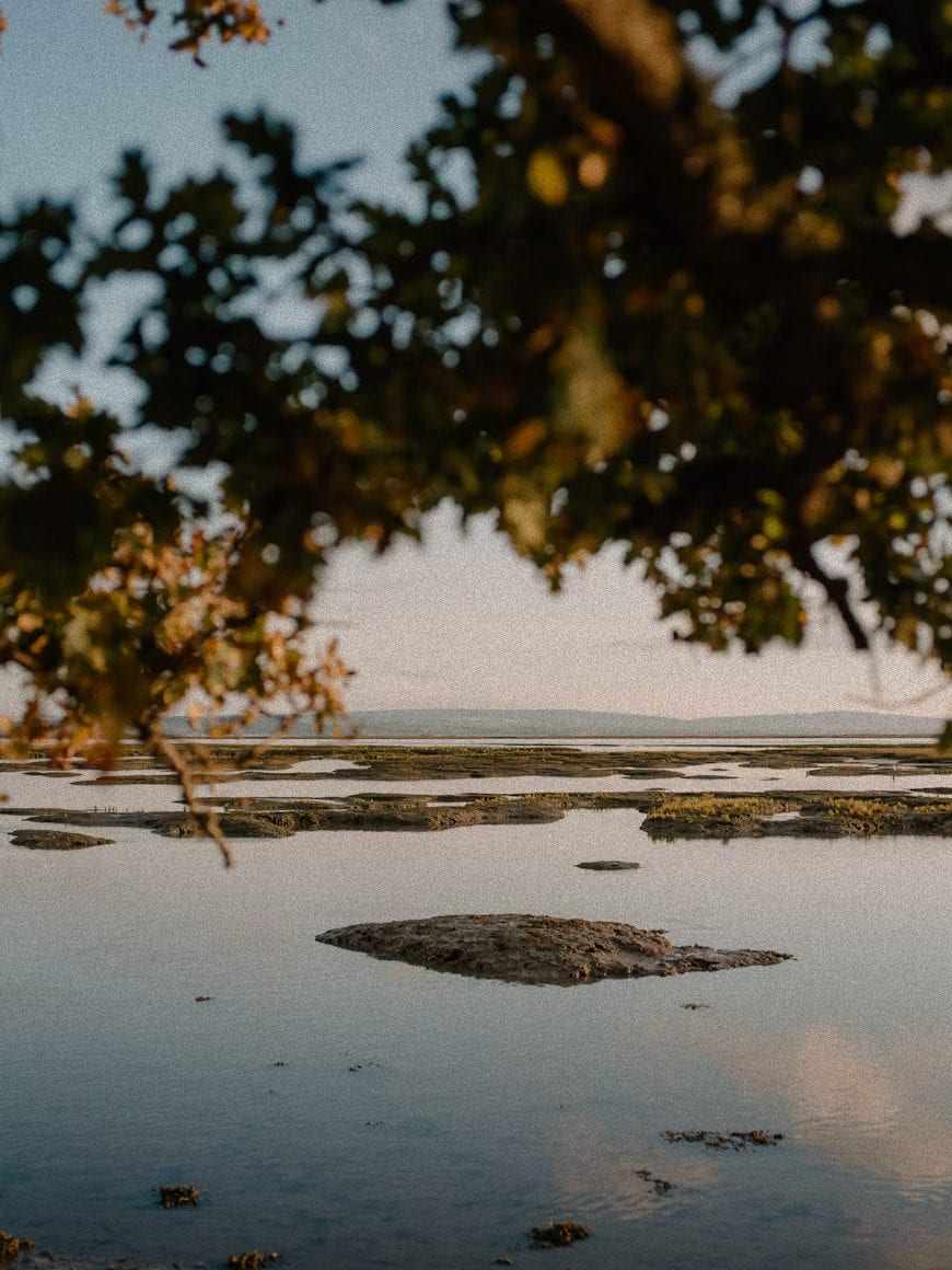 A calm rock pool framed by trees