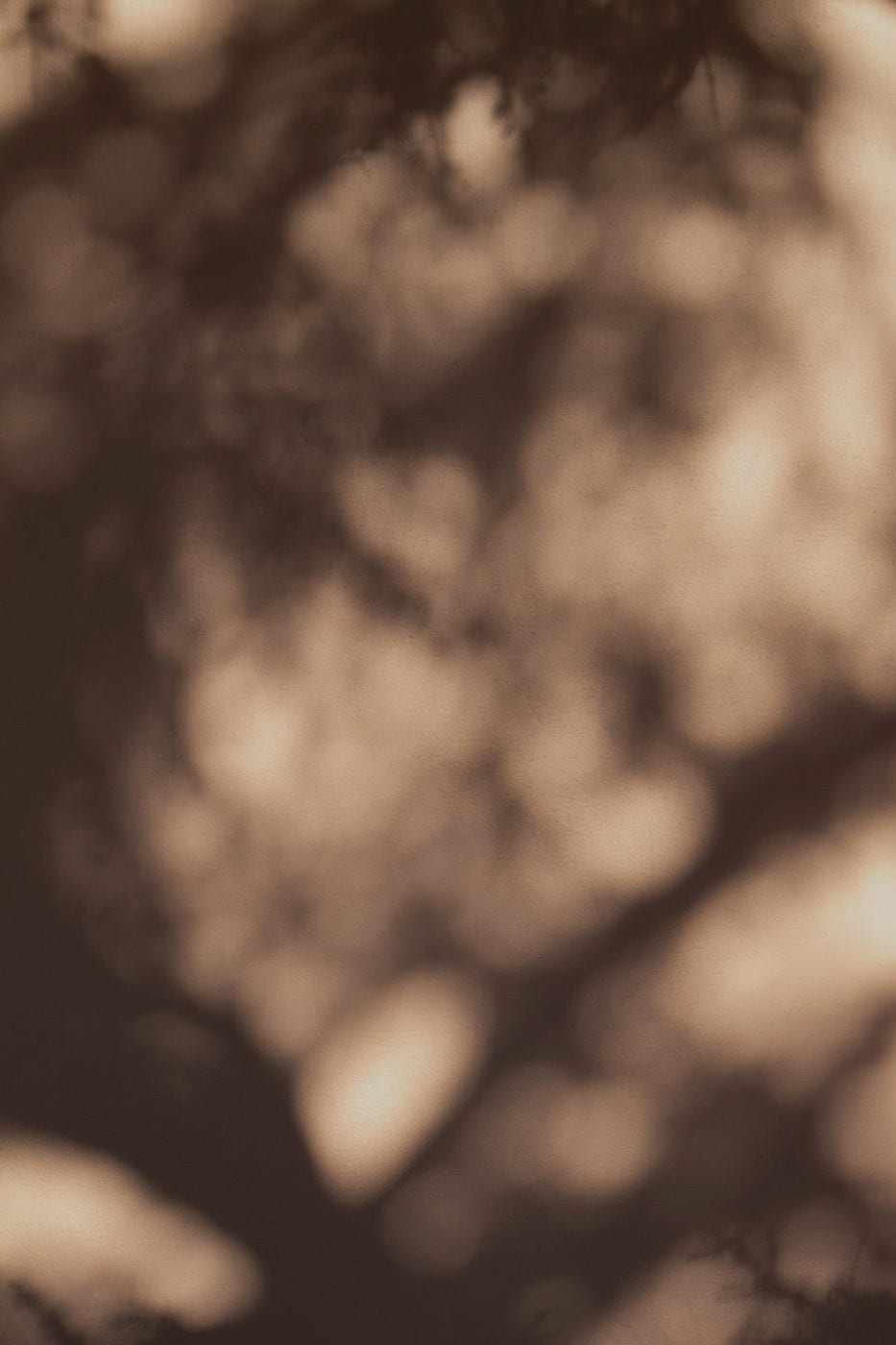 Soft, dappled light and leaf shadows on a warm wall