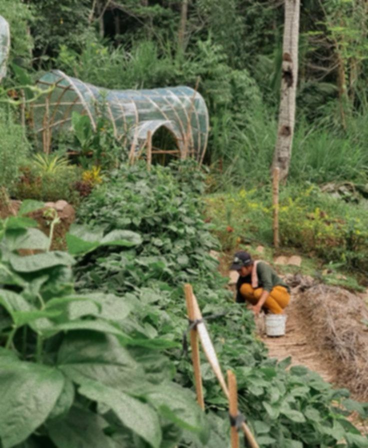 A thriving vegetable garden